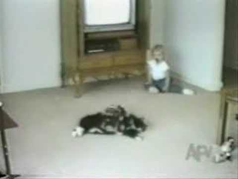 動物おもしろムービー＊ハプニング集Youtube(ゆーちゅーぶ)・Dailymotion動画