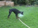 Dobermann is playing with some water