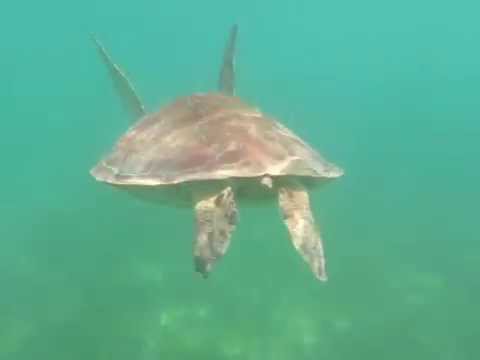 YouTube reptile video