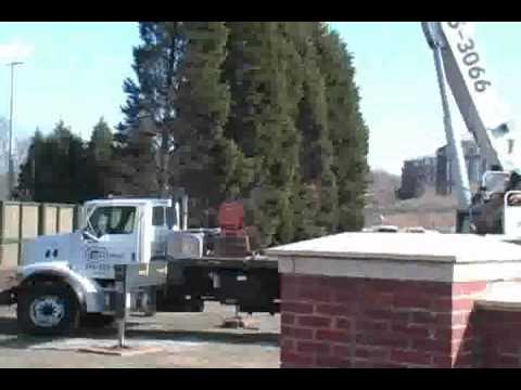 how to replant a cypress tree