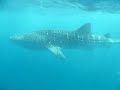 diving-in-tofo-mozambique-may-2008.html