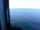 Whale watch