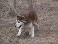 130 LB Alaskan Malamute / Wolf mix