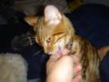 Kiss-Me-Again---Bengal-Cat