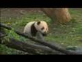 Panda Cub Debut