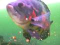 ASTRONOTUS OCELLATUS