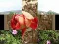 MENZ�L  B�R G�LS�N  ilahi YILDIRIM ENES