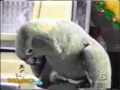 ببغاء يقلد صوت طفل سبحان الله .