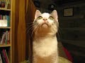 My Weird Cat talking to a Moth