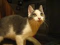 My Weird Cat talking to a Moth