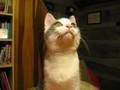 My Weird Cat talking to a Moth
