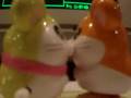 Hamtaro-and-Pashmina