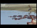 wild africa: hippos v crocs!