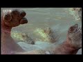 Wild Africa: Hippos v Crocs!