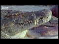 wild africa: hippos v crocs!