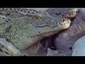 Wild Africa: Hippos v Crocs!