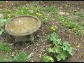 SCOD Gardens BELTANE Bird Baths & friends!! SCOD Gardens BELTANE Bird Baths & friends!!