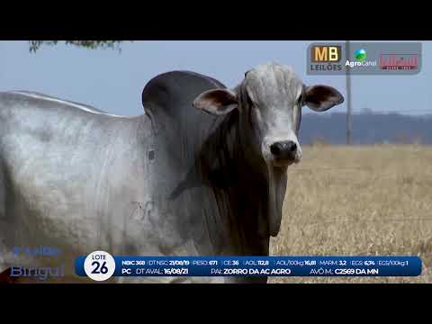 2 DE OLHO NA FAZENDA NELORE BIRIGUI