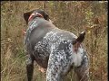 pheasant hunting with winnie german shorthaired pointer
