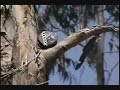 Pingüino en un Pino Pingüino en un Pino