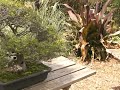USF BOTANICAL Bonsai Area