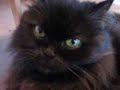 Shila Jan 20, 2007 Shila Jan 20, 2007
