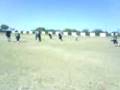 locos del cona 1101