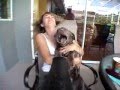 Puppy vs. Leaf Blower