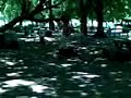 Loco ¿a un perro?
