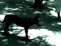Loco ¿a un perro?