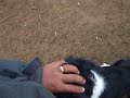 Border Colie pastoriando (K-9 Adestramento e segurança com cães, FONES: 3272-3772 ou 8119-7368)