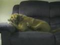 videos de what happened to gary's bone?