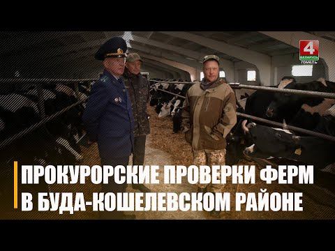 «Они как стояли в навозе, так и стоят, бедолаги». В Буда-Кошелевском районе установлены факты ненадлежащего содержания КРС видео