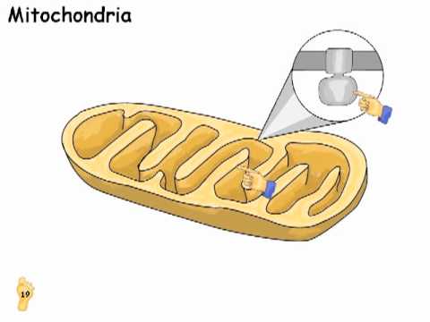Our Other World: The Cell The Mitochondria Part 5