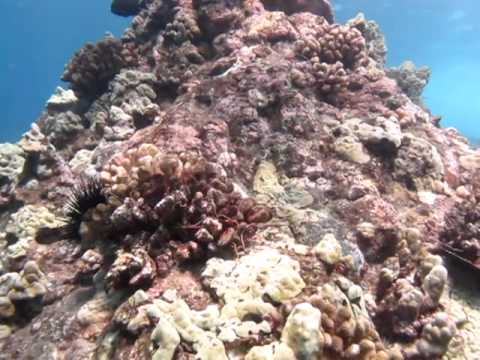 See video