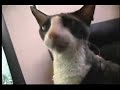 The PURRfect DVD, TV for cats