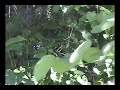Click here to watch this video Zebra Longwing release after Birth