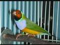 Lady Gouldian Finch Song