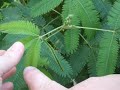 Sensitive Plant