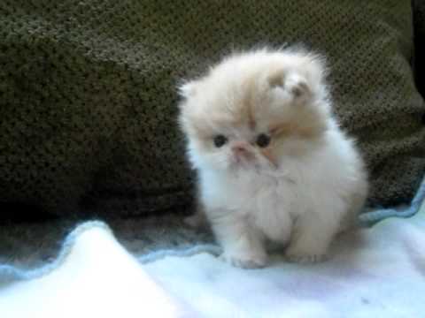 BLUE PERSIAN