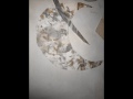 \