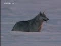 bbc wildlife special: wolves   part 1 of 5