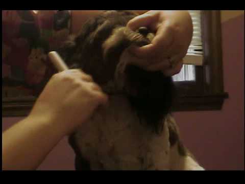 shihtzu