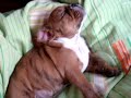 Bulldog Inglés - Rocko Video I