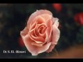 Sibelius Violin Concerto in D minor Op. 47, Menuhin, Sir A. Boalt, *London Philharmonic Orchestra*