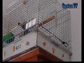 papagáj Magyarul beszél papagáj Magyarul beszél