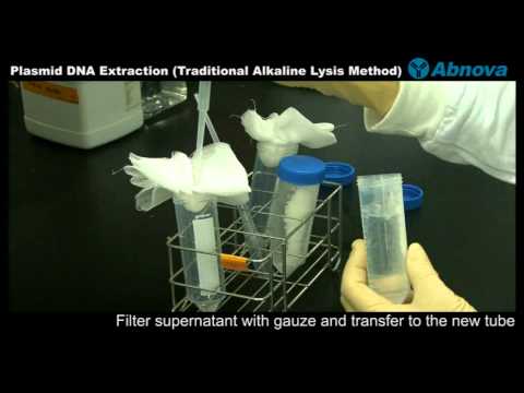 how to isolate plasmid dna