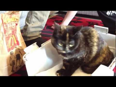 MUFFIN die neue KATZE ( NICHT ESSBAR )
