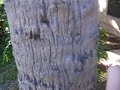 B-Bite Free Insect Repellent B-Bite Free Insect Repellent