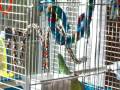 Lovebird Wants Out of His Cage